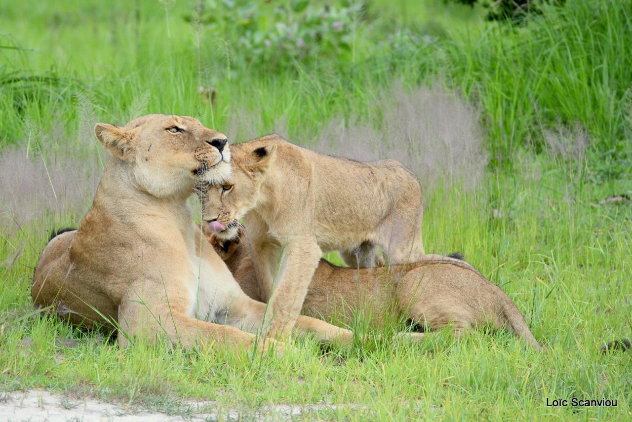 Lion (11)
