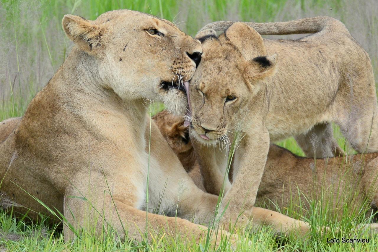 Lion (12)