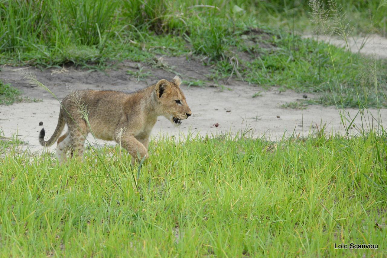 Lion (13)