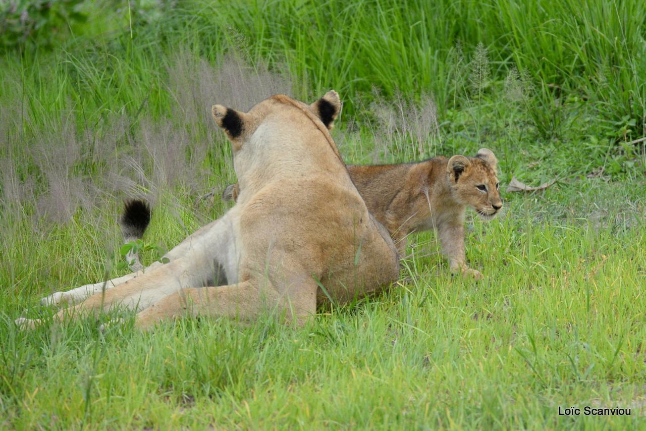 Lion (14)