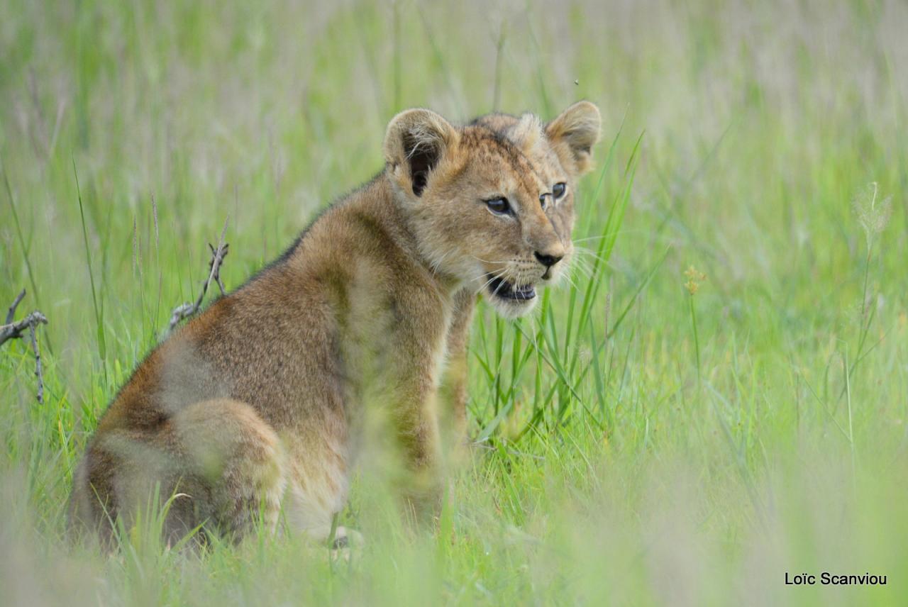Lion (15)