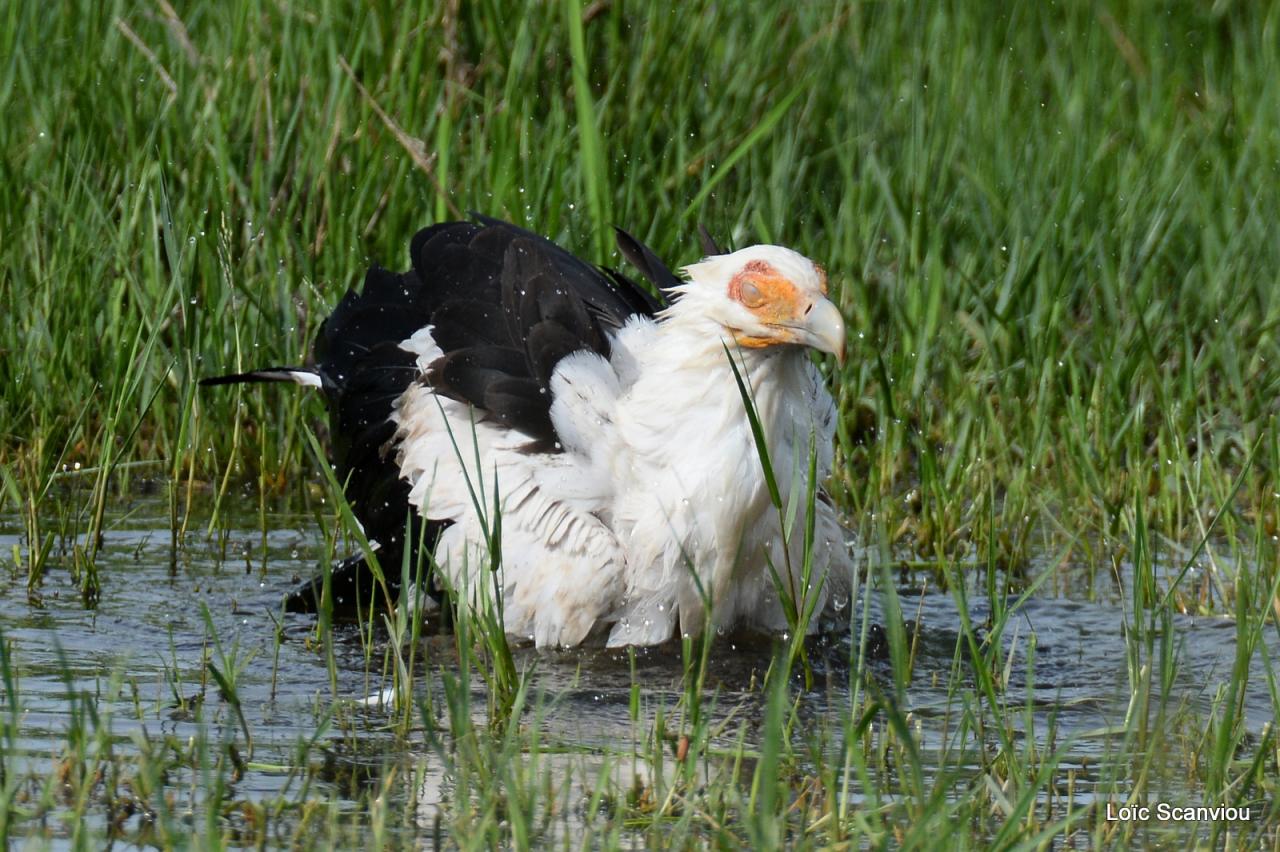 Palmiste africain/Palm Nut Vulture (4)