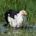 Palmiste africain/Palm Nut Vulture (4)