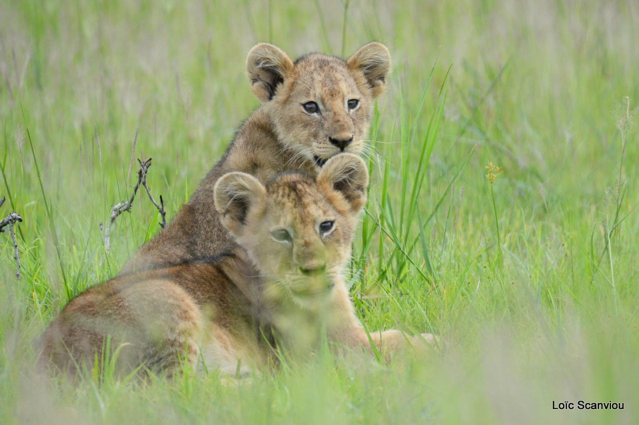 Lion (16)