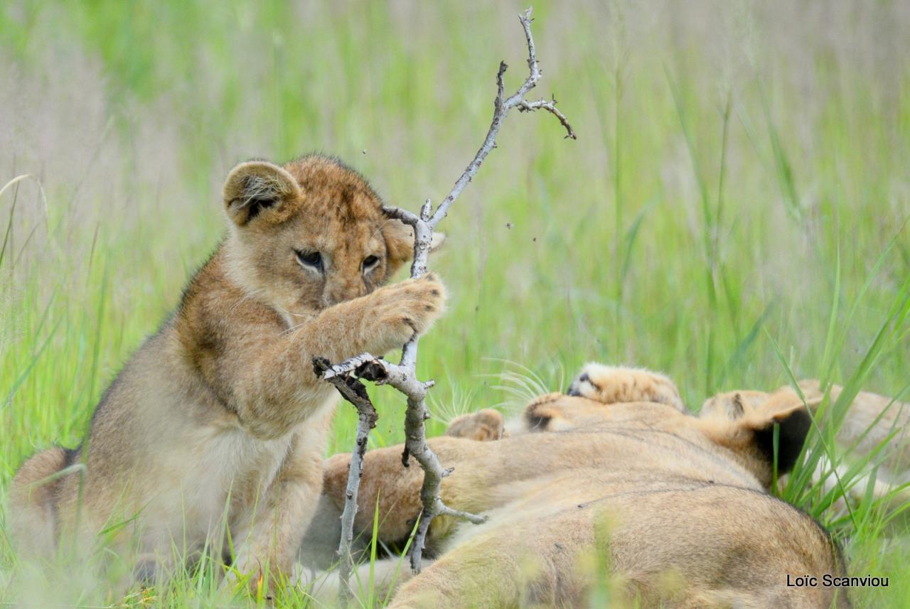 Lion (17)