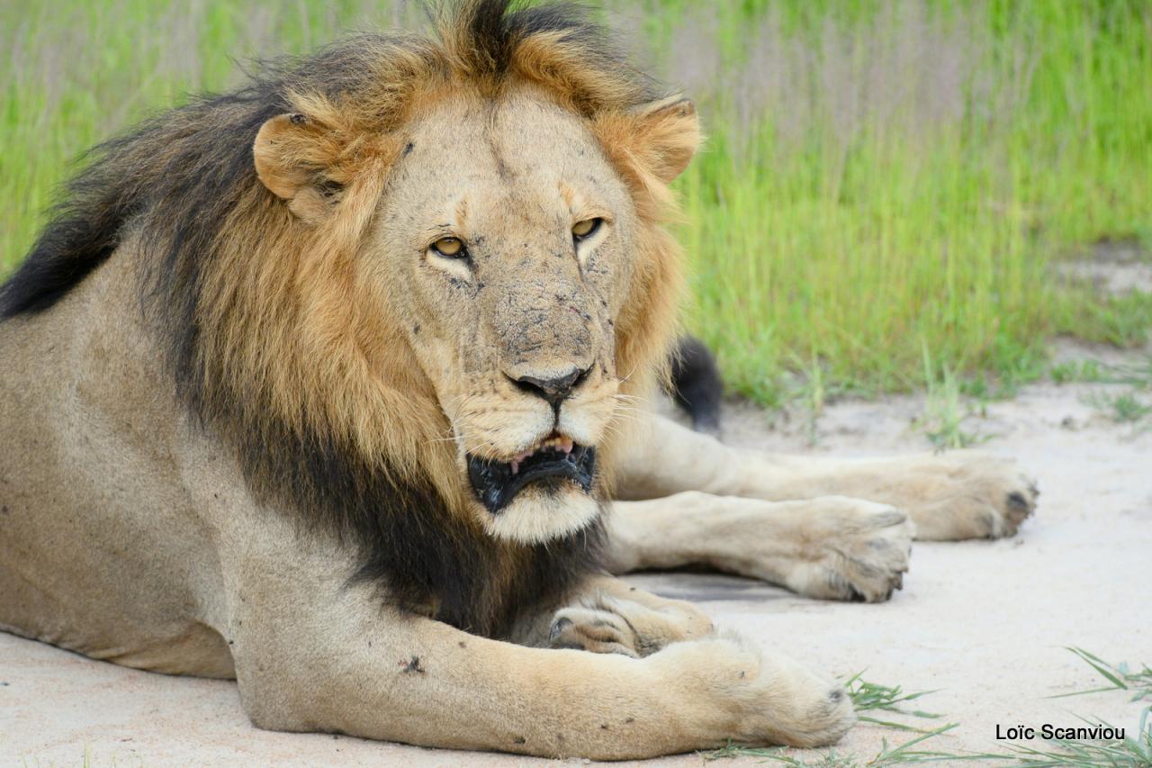 Lion (18)