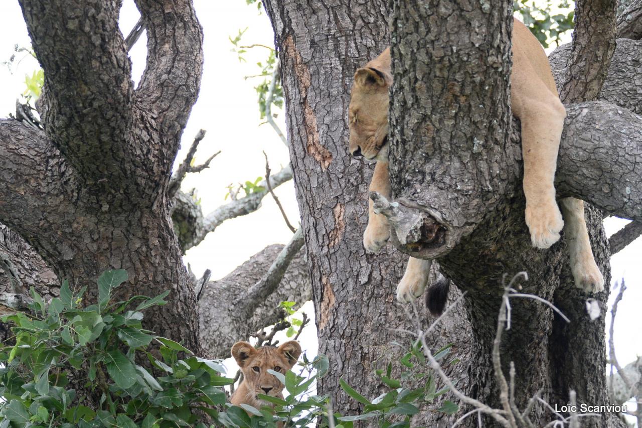 Lion dans un arbre/Lion on a tree (1)