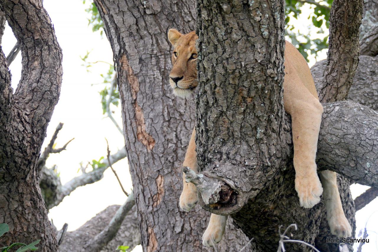 Lion dans un arbre/Lion on a tree (2)