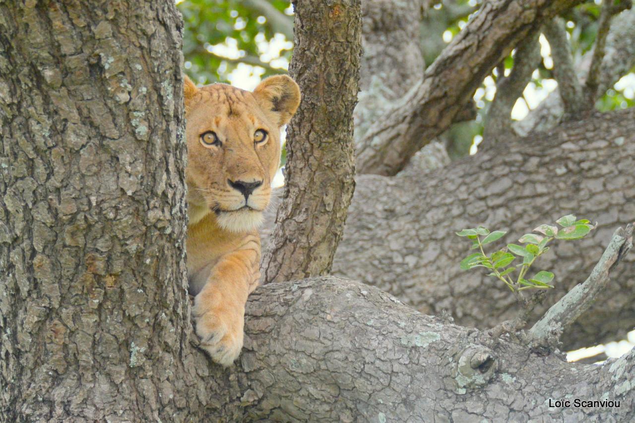 Lion dans un arbre/Lion on a tree (3)