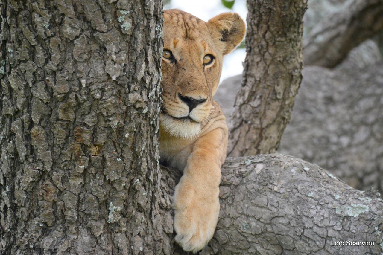 Lion dans un arbre/Lion on a tree (4)
