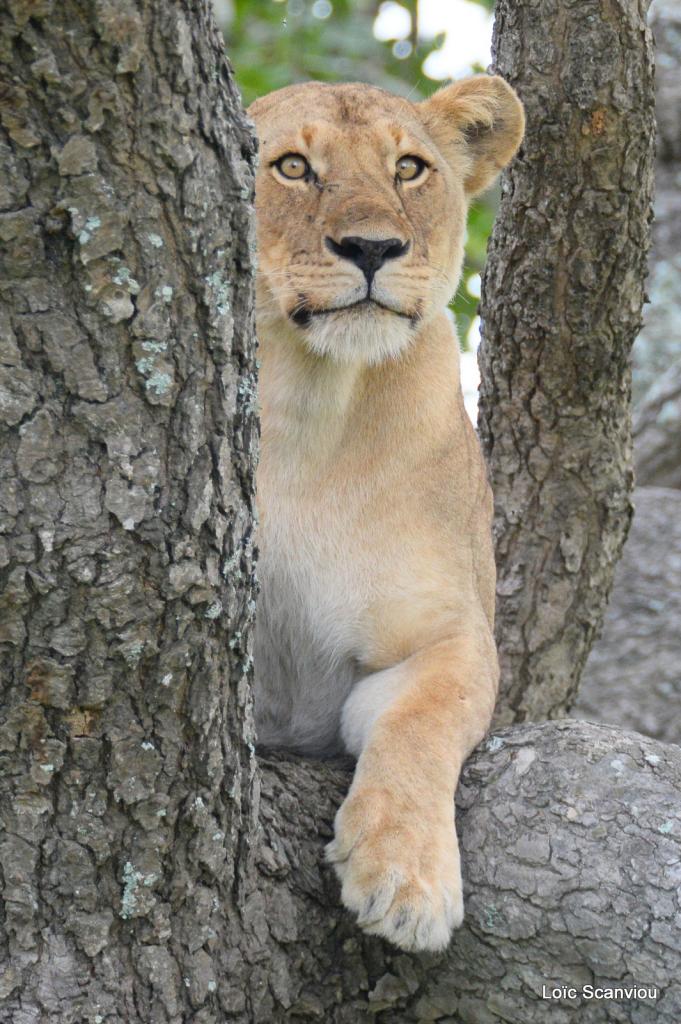 Lion dans un arbre/Lion on a tree (5)