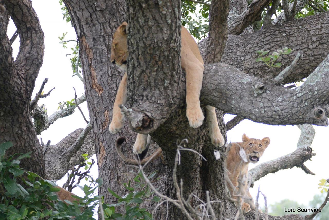 Lion dans un arbre/Lion on a tree (6)