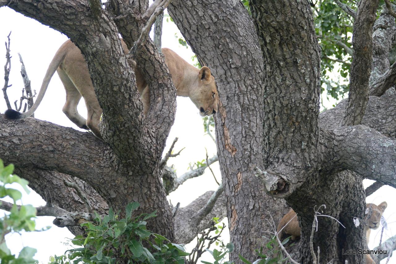 Lion dans un arbre/Lion on a tree (7)