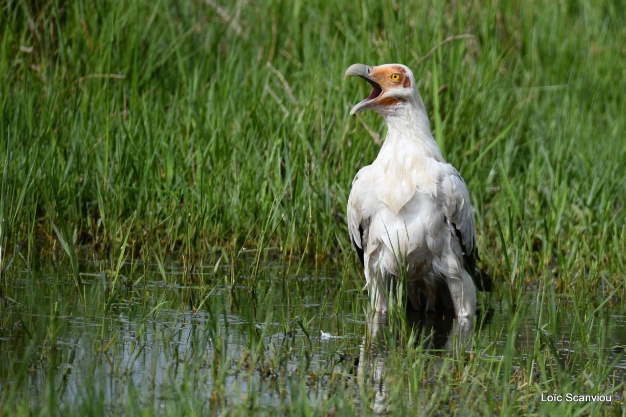 Palmiste africain/Palm Nut Vulture (5)