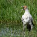 Palmiste africain/Palm Nut Vulture (5)