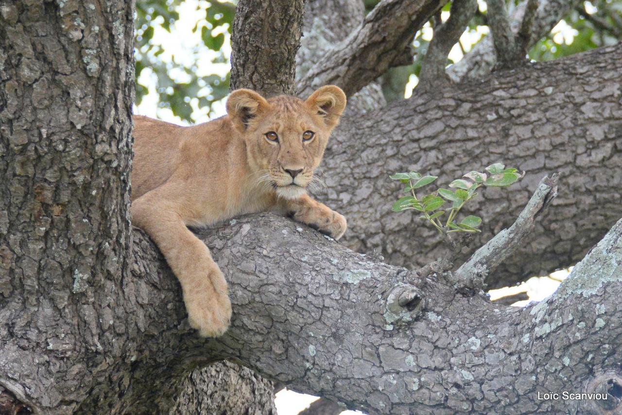 Lion dans un arbre/Lion on a tree (8)
