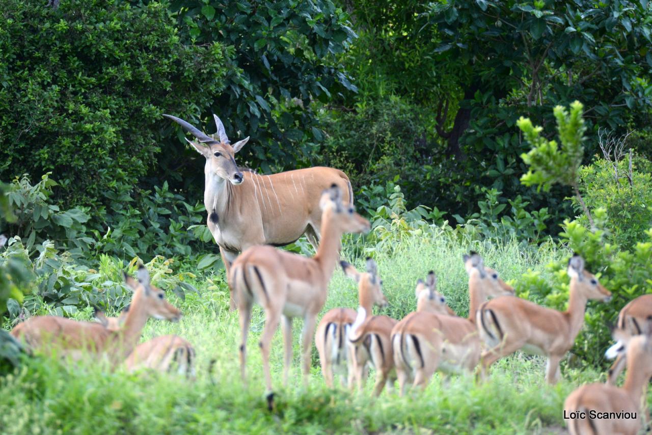 Eland du Cap/Cape Eland (1)