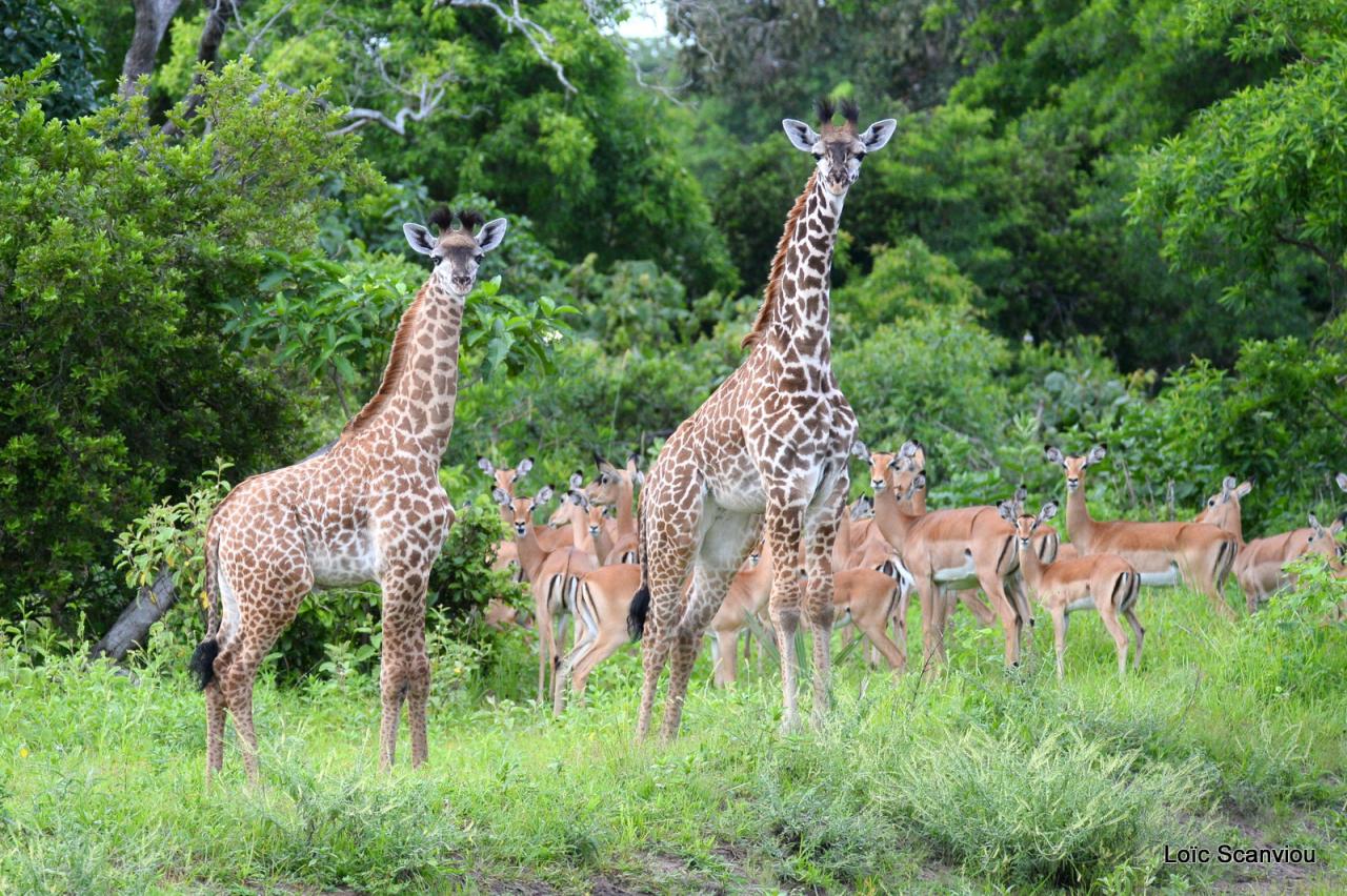Girafes et impalas (1)