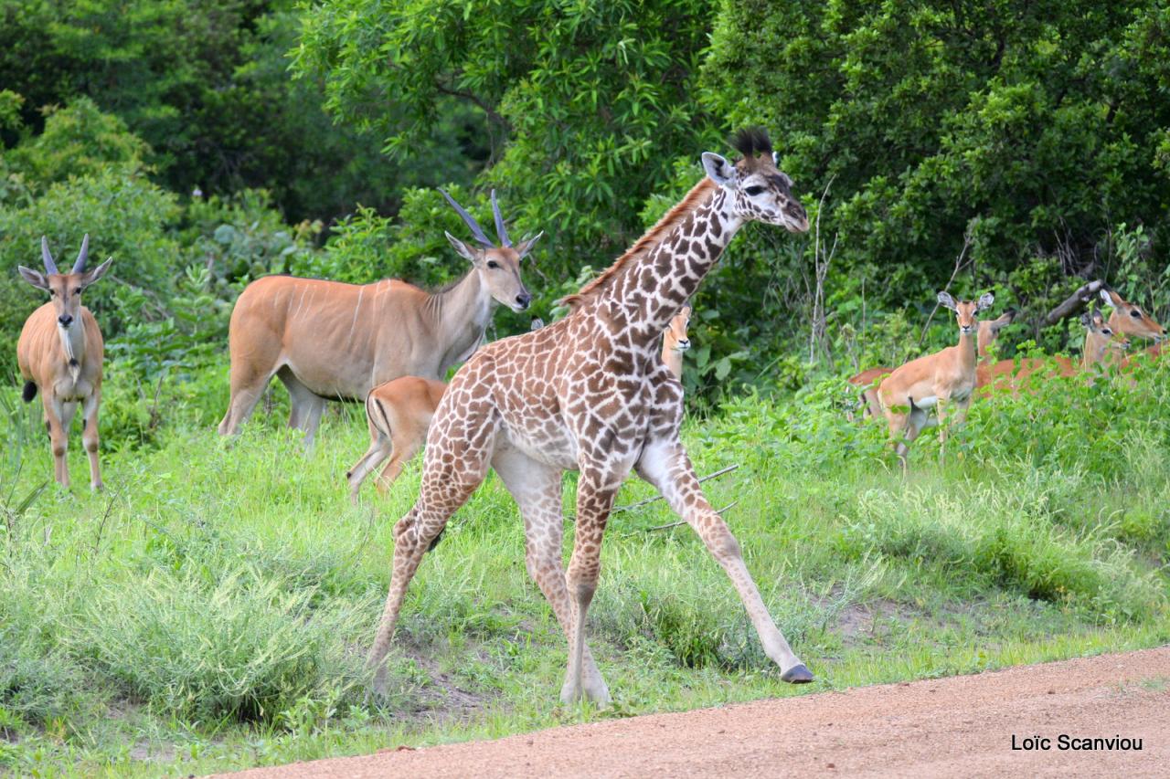 Girafe et éland du Cap (1)