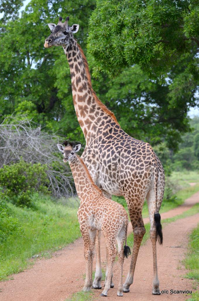 Girafe/Giraffe (3)