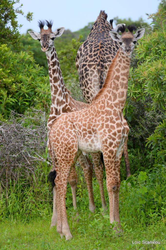 Girafe/Giraffe (4)
