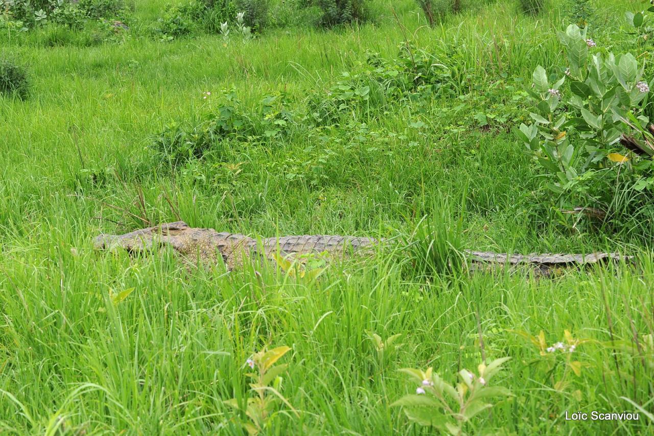 Repas de crocodile/Crocodile eating (13)
