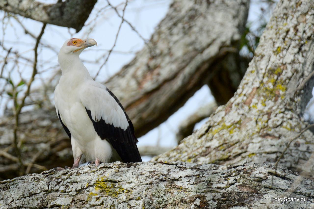 Palmiste africain/Palm Nut Vulture (6)