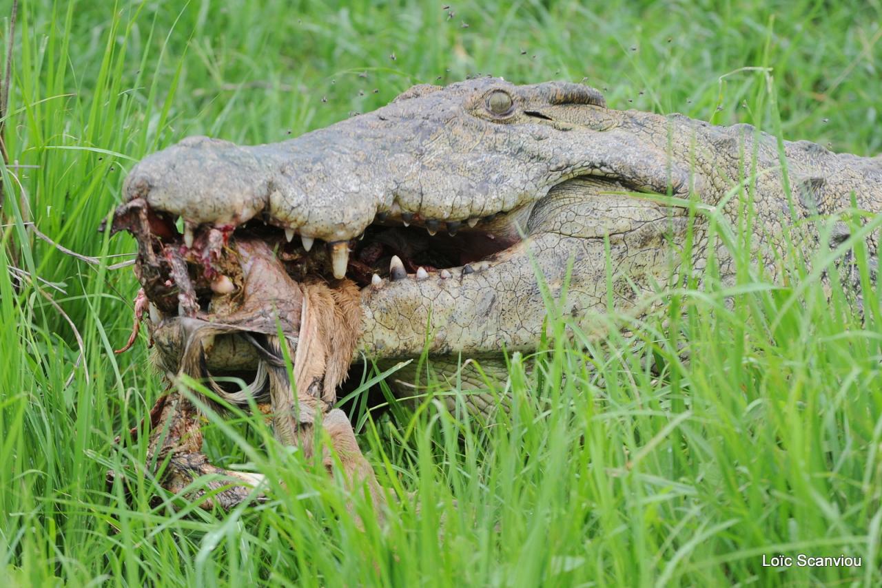 Repas de crocodile/Crocodile eating (14)