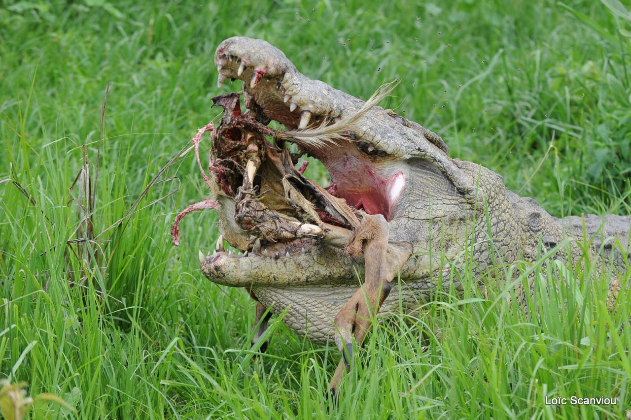 Repas de crocodile/Crocodile eating (15)