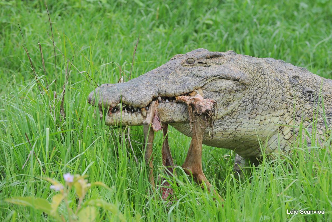 Repas de crocodile/Crocodile eating (16)