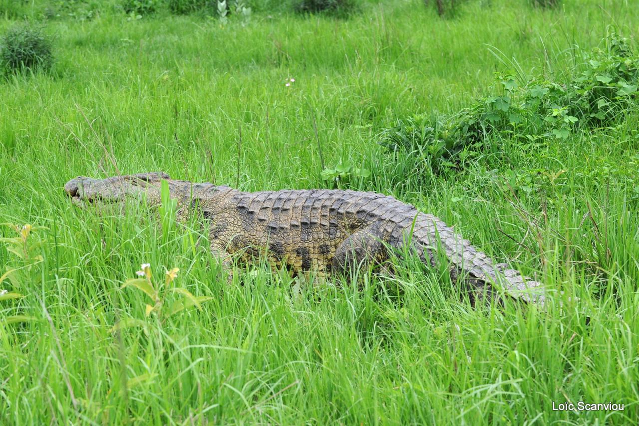Repas de crocodile/Crocodile eating (17)
