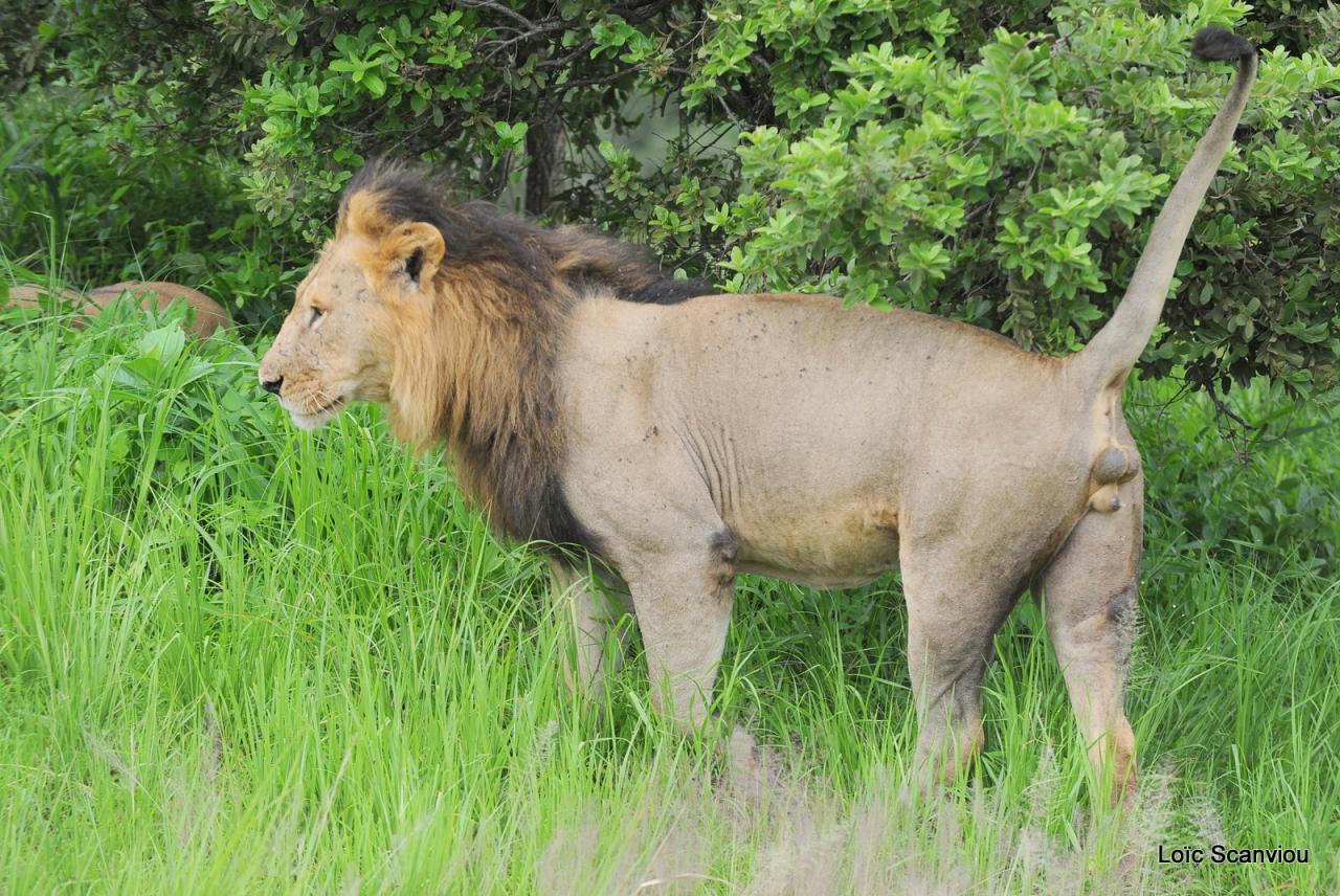Lion (19)