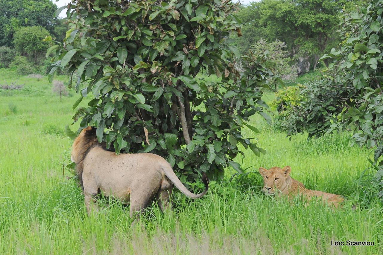 Lion (20)