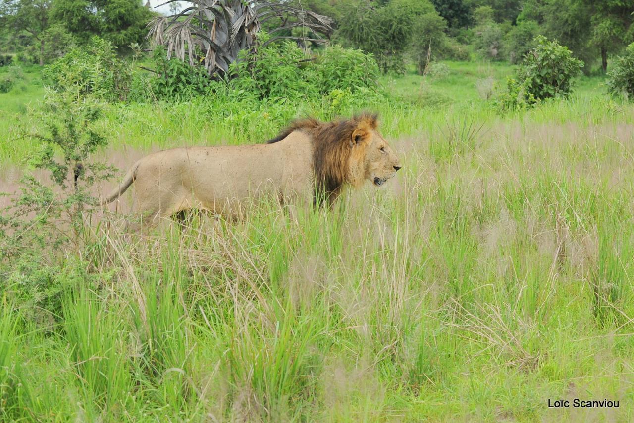 Lion (21)