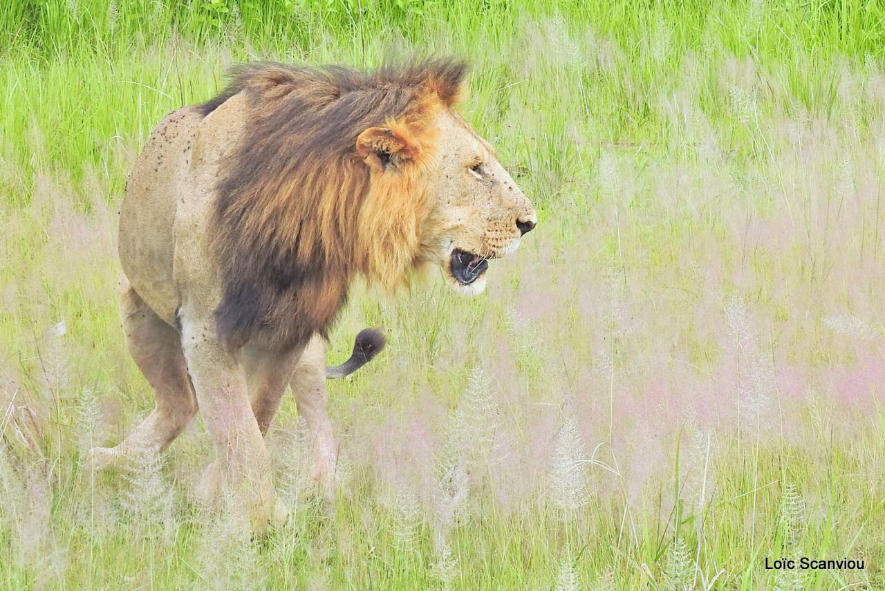 Lion (22)