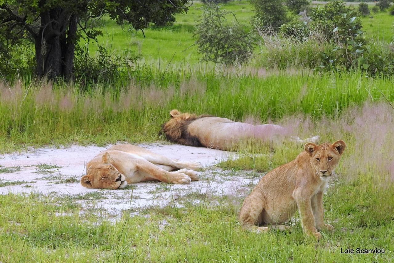 Lion (23)