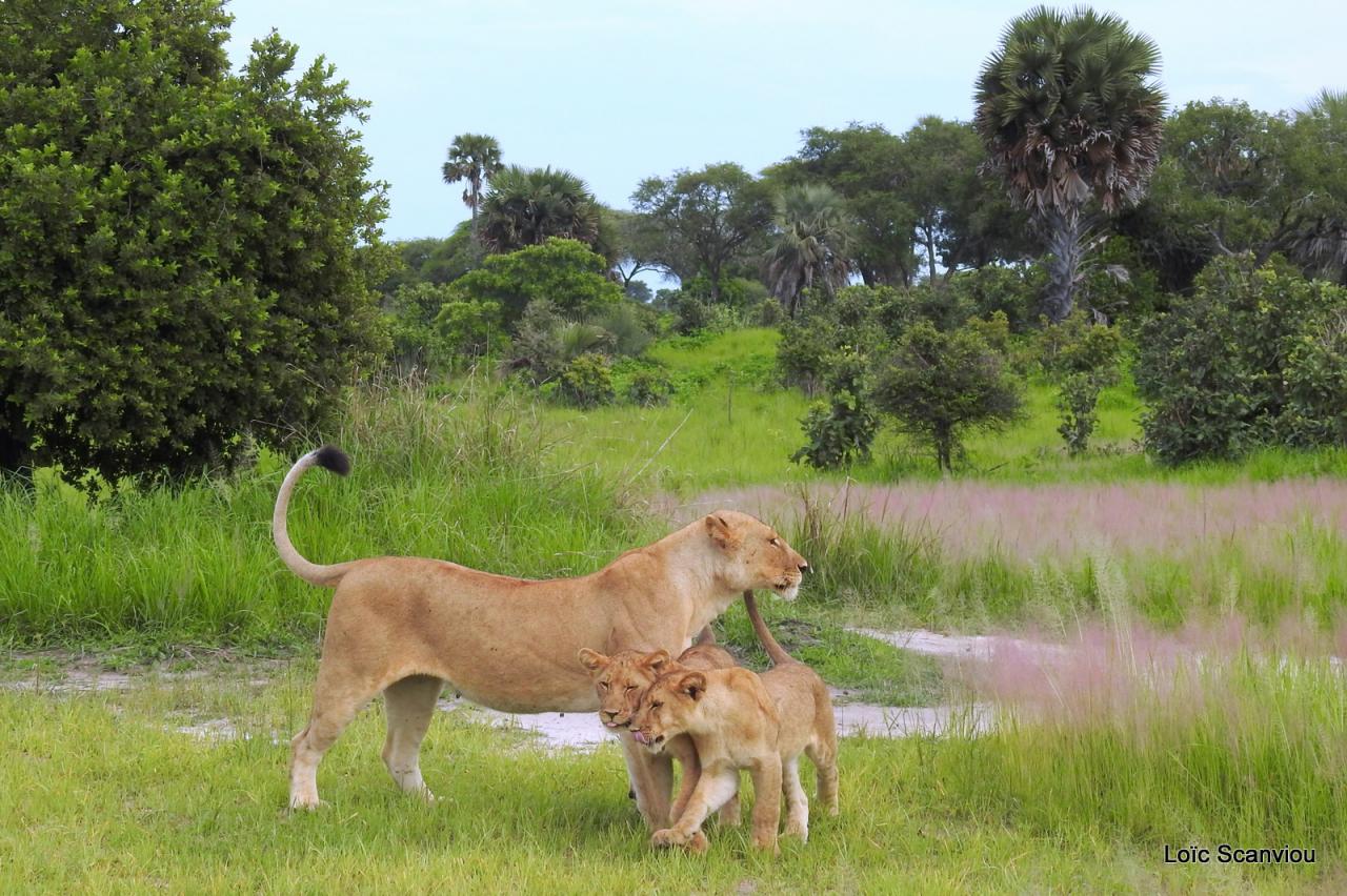 Lion (24)