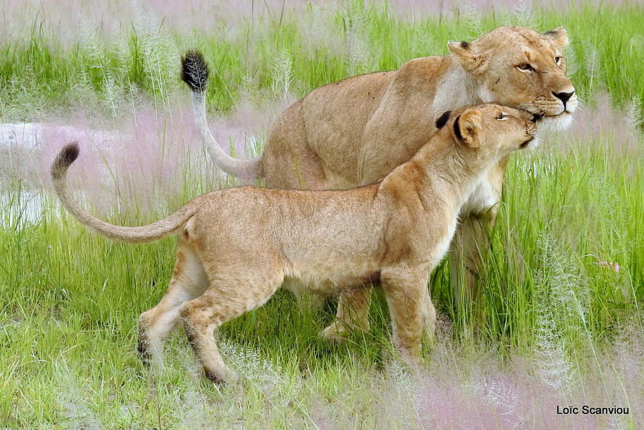Lion (25)