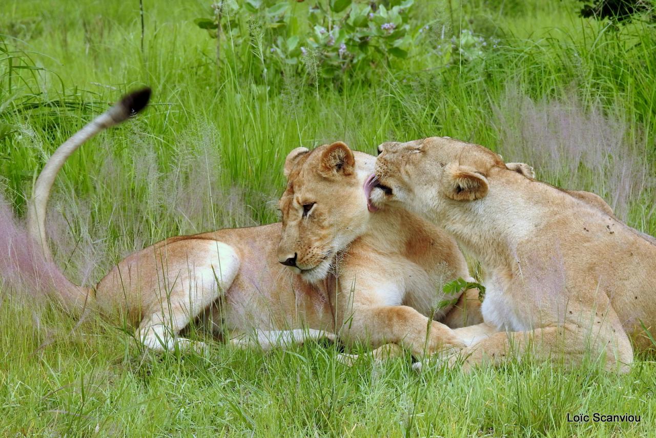 Lion (26)
