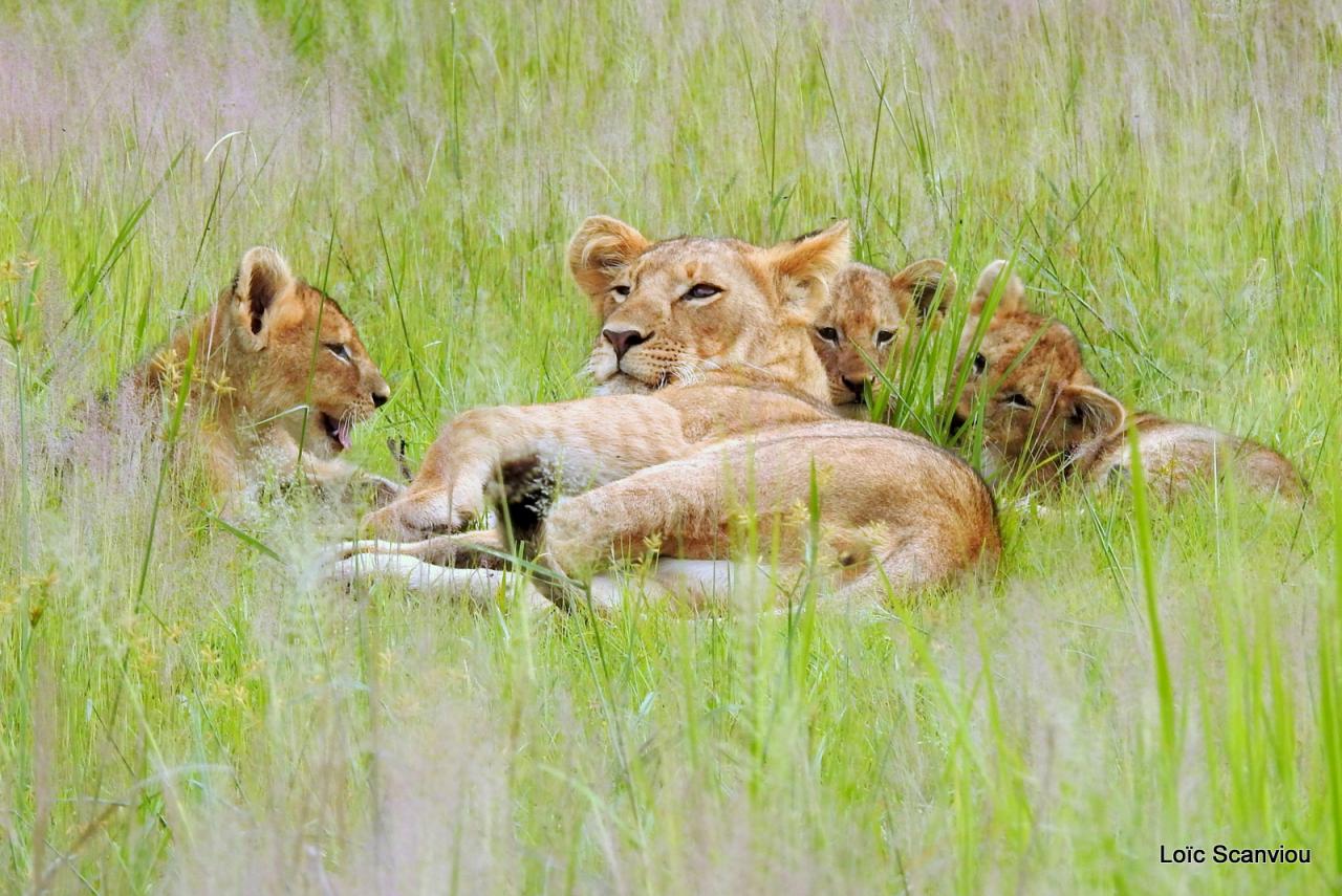Lion (27)