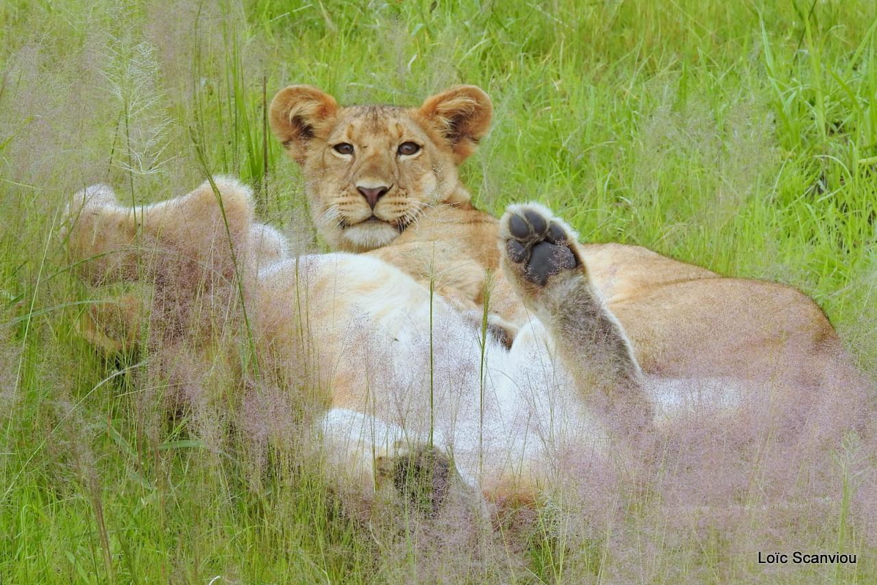 Lion (28)