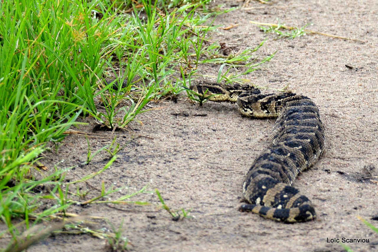 Vipère heurtante/Puff Adder (1)