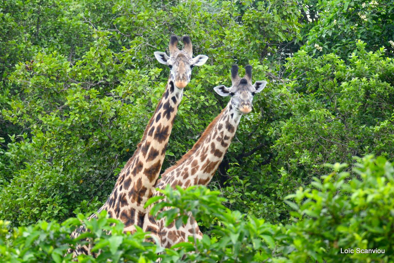 Girafe/Giraffe (5)