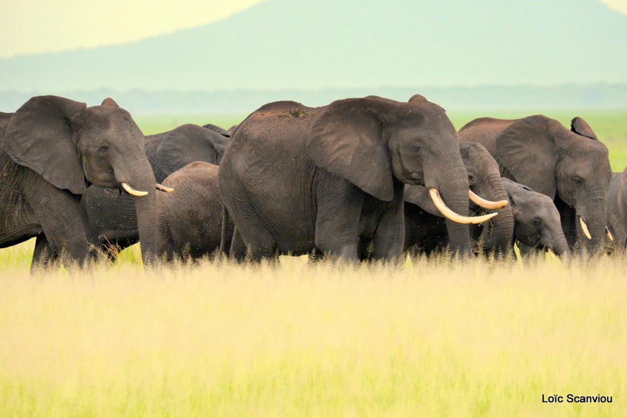 Eléphant (7)