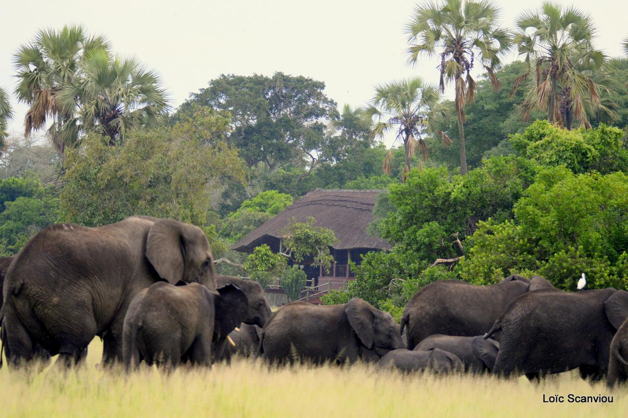 Eléphant (9)