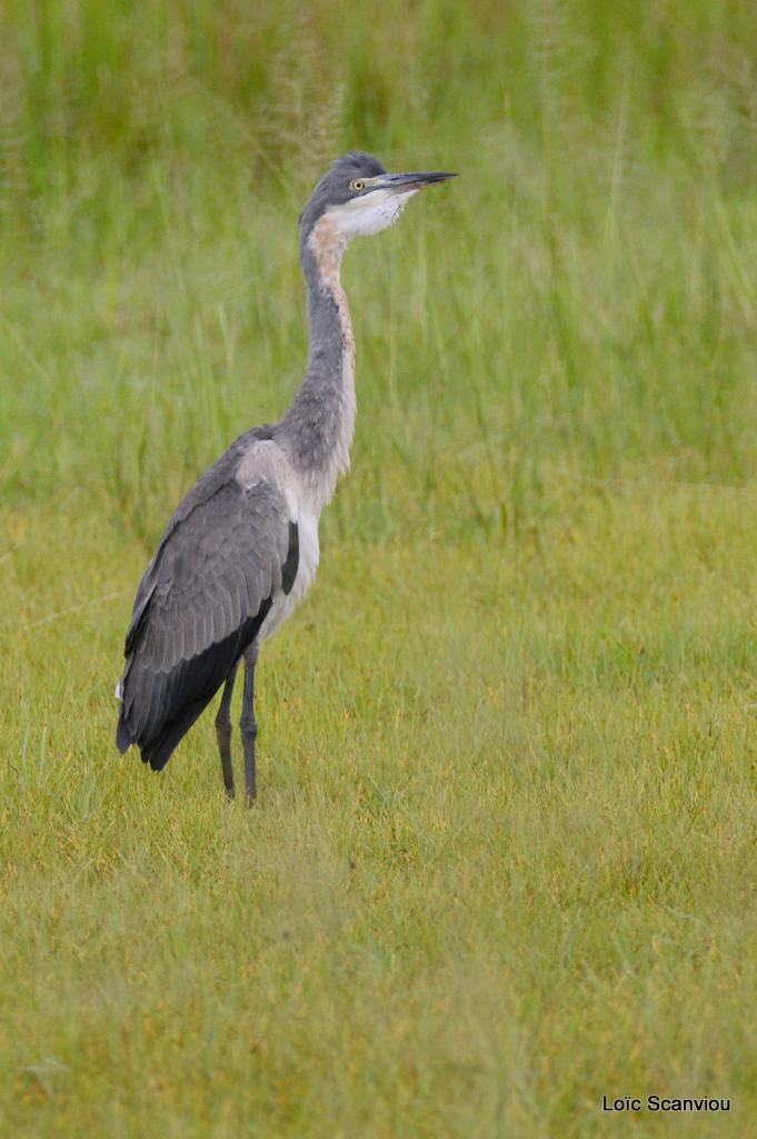 Héron cendré/Grey Heron (1)