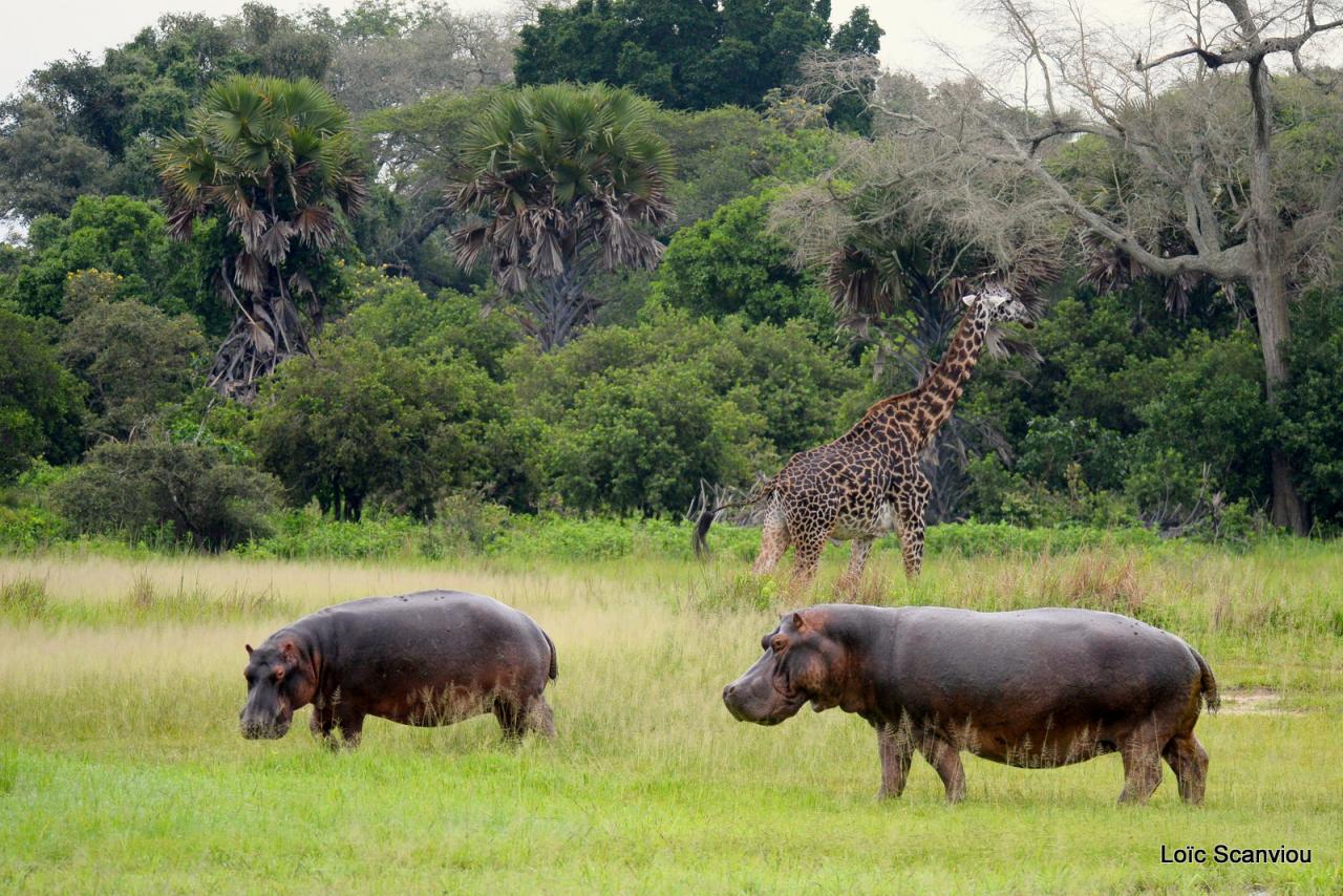 Hippopotame/Hippopotamus (26)