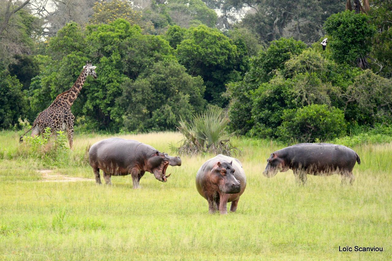 Hippopotame/Hippopotamus (27)