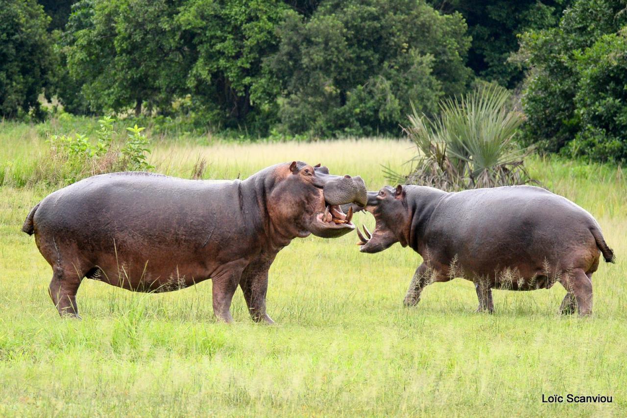 Hippopotame/Hippopotamus (28)