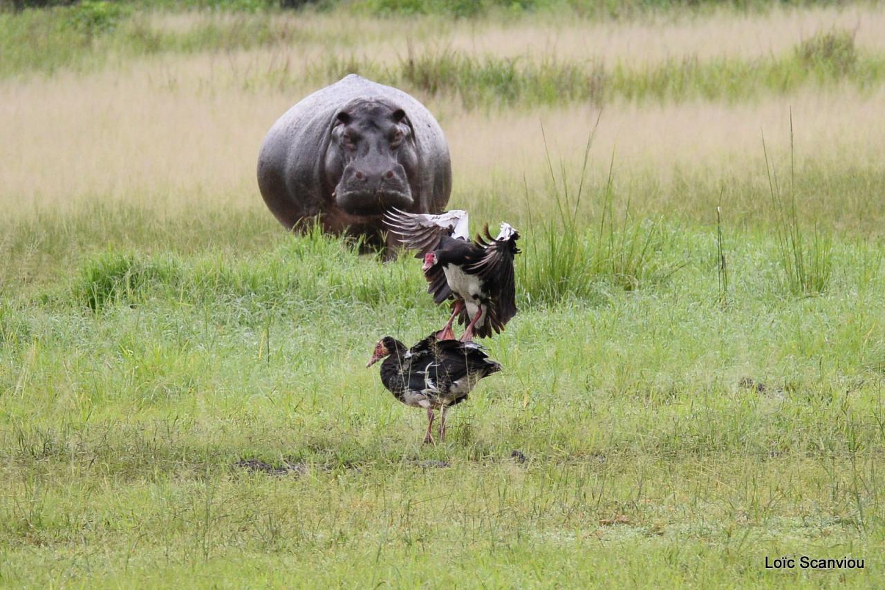 Hippopotame/Hippopotamus (29)